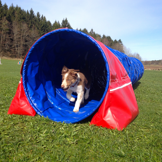 PVC pet tunnel